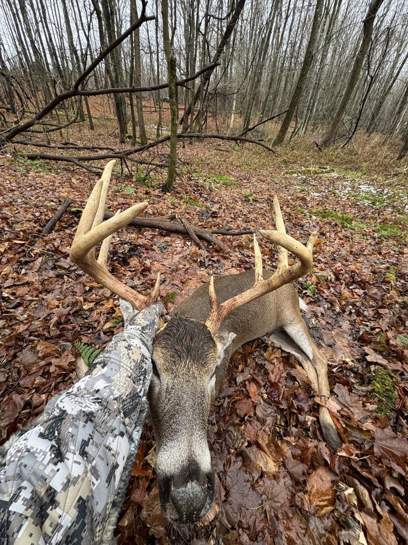 Wide-racked whitetail buck in fall leaves