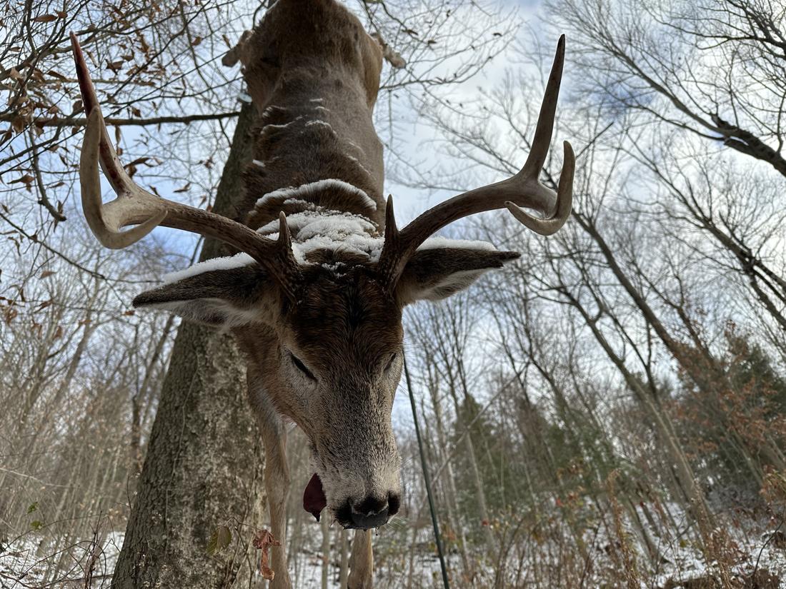 Whitetail buck hanging after the hunt, snow on its back