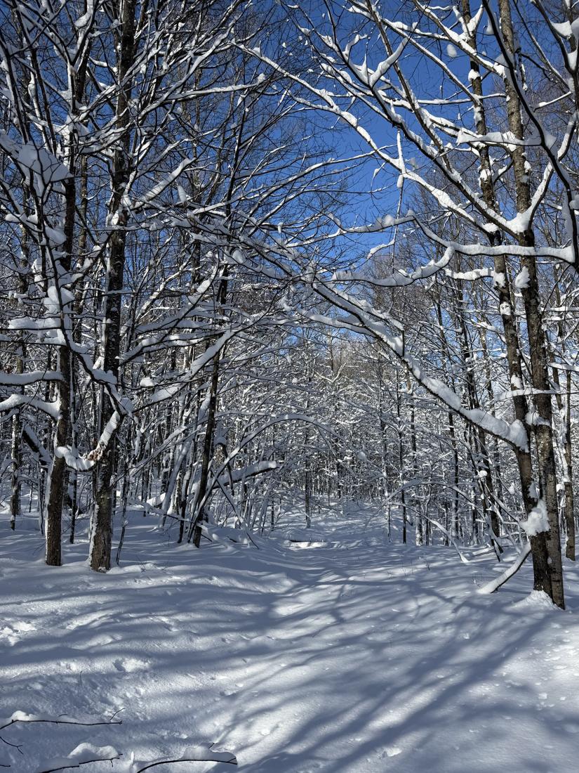 Hardwoods after a fresh snowfall